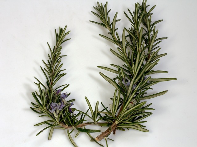 branch-1525050_1920.jpg